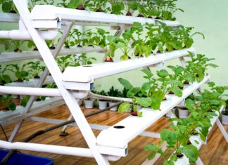 Jak odpudit komáry? Pomůže těchto 5 bylinek, daří se jim i na balkoně